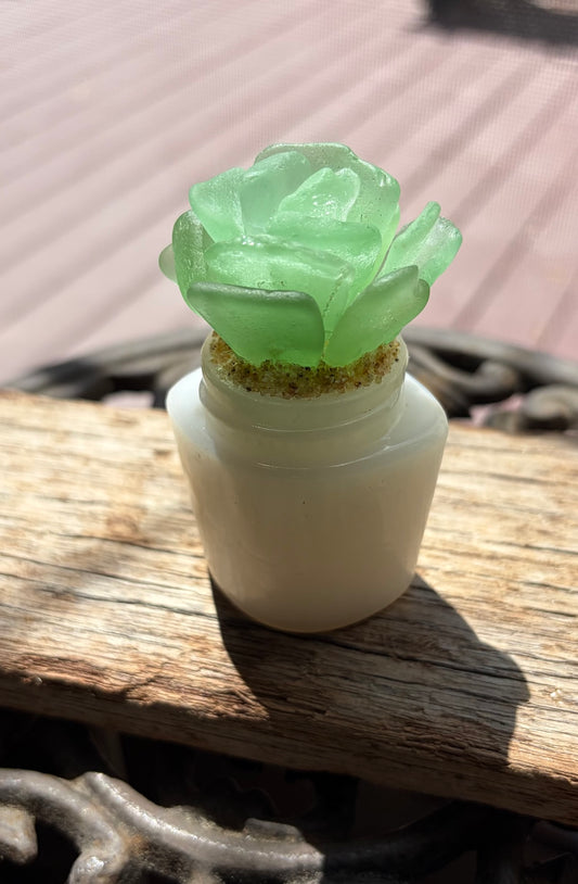 Sea Glass Succulent - Sea foam (220)