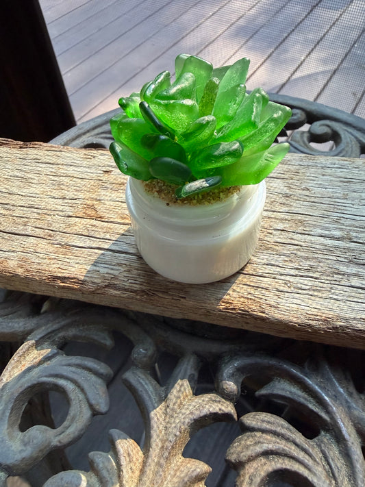 Sea Glass Succulent - Green (210)