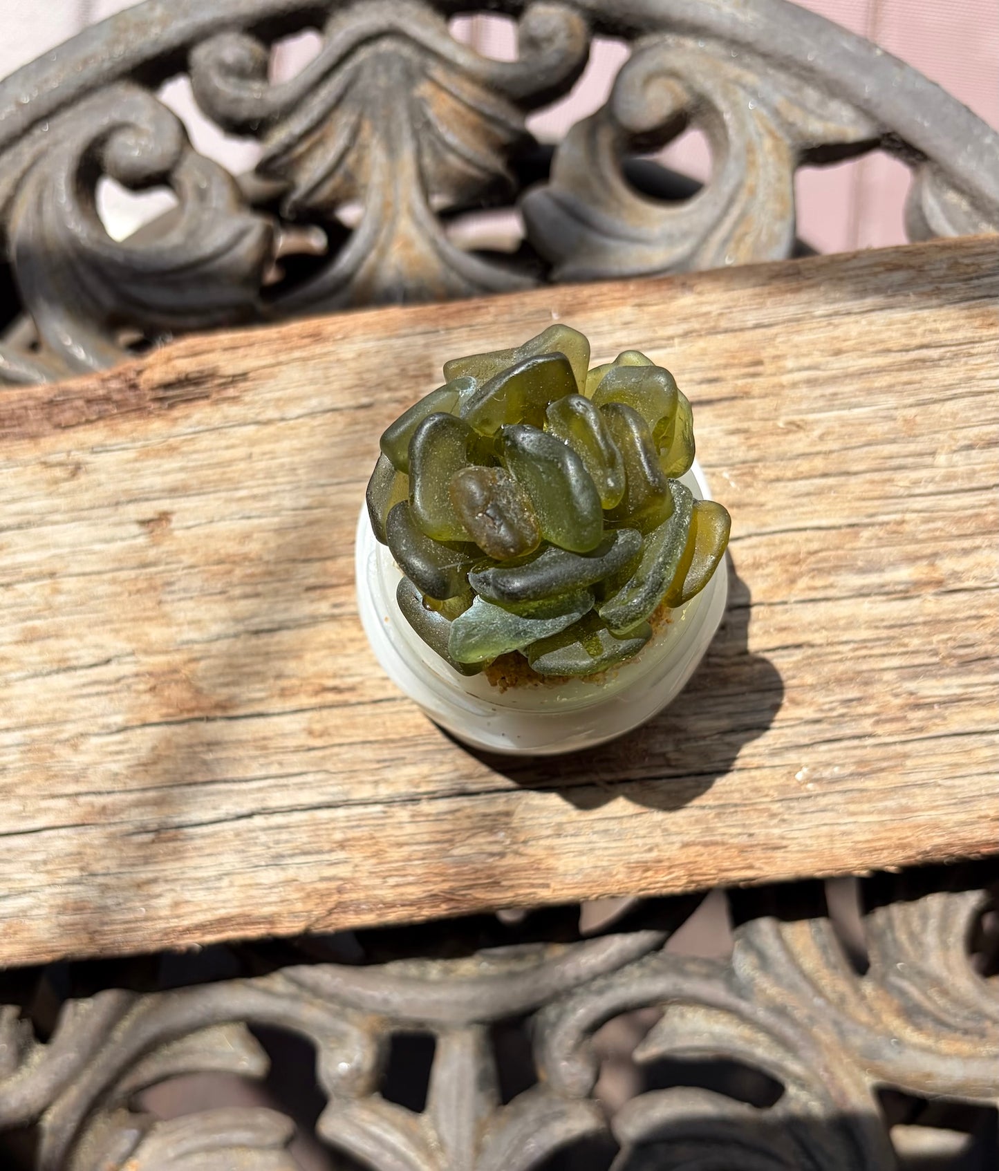 Sea Glass Succulent - Olive Green (213)
