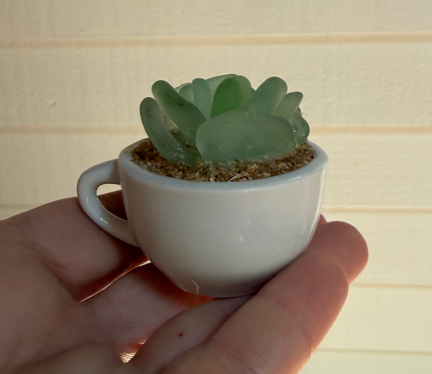 Sea Glass Succulent - Sea Foam (219)