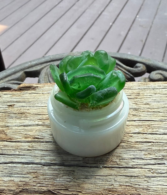 Sea Glass Succulent - Green (223)